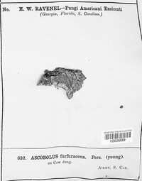 Ascobolus stercorarius image